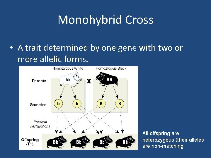 Monohybrid Cross • A trait determined by one gene with two or more allelic
