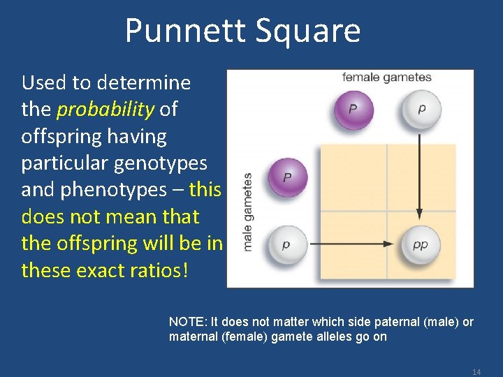 Punnett Square Used to determine the probability of offspring having particular genotypes and phenotypes