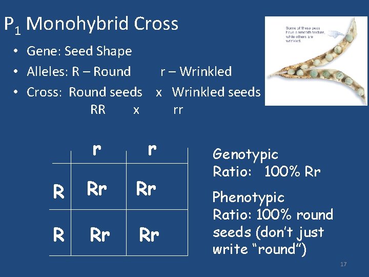 P 1 Monohybrid Cross • Gene: Seed Shape • Alleles: R – Round r
