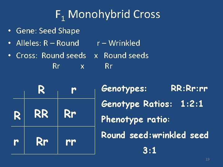F 1 Monohybrid Cross • Gene: Seed Shape • Alleles: R – Round r