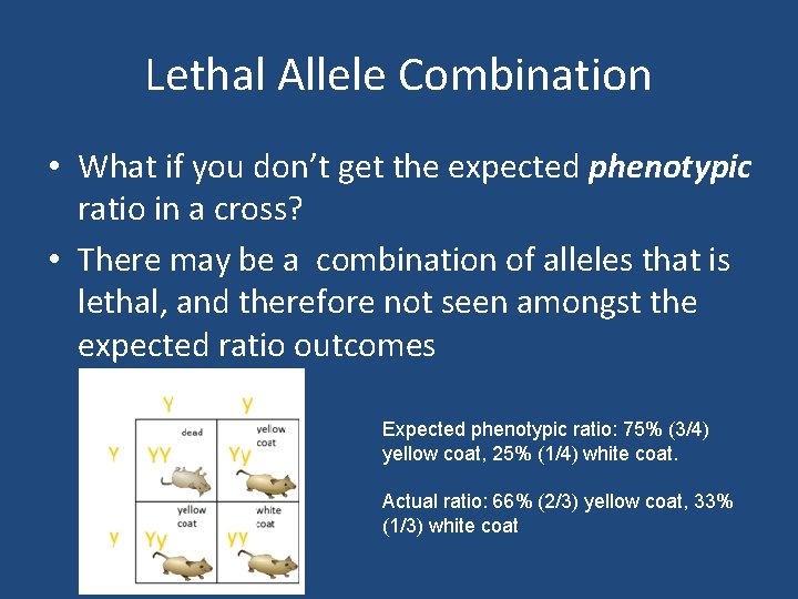 Lethal Allele Combination • What if you don’t get the expected phenotypic ratio in