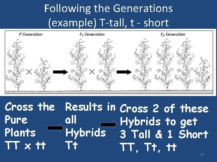 Following the Generations (example) T-tall, t - short Cross the Pure Plants TT x