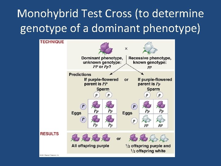 Monohybrid Test Cross (to determine genotype of a dominant phenotype) 