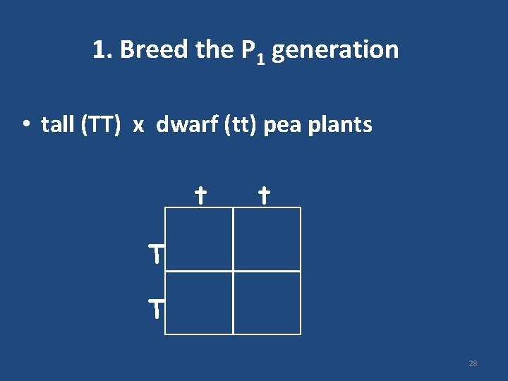 1. Breed the P 1 generation • tall (TT) x dwarf (tt) pea plants