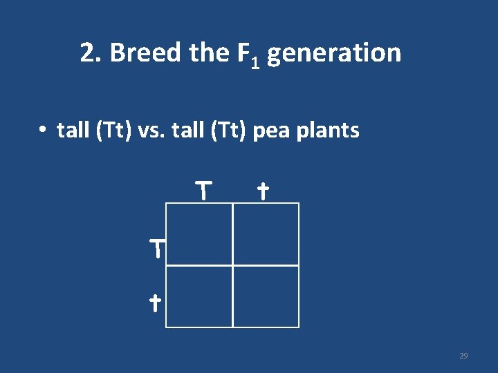 2. Breed the F 1 generation • tall (Tt) vs. tall (Tt) pea plants