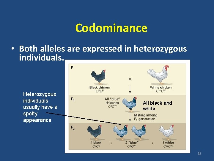 Codominance • Both alleles are expressed in heterozygous individuals. Heterozygous individuals usually have a