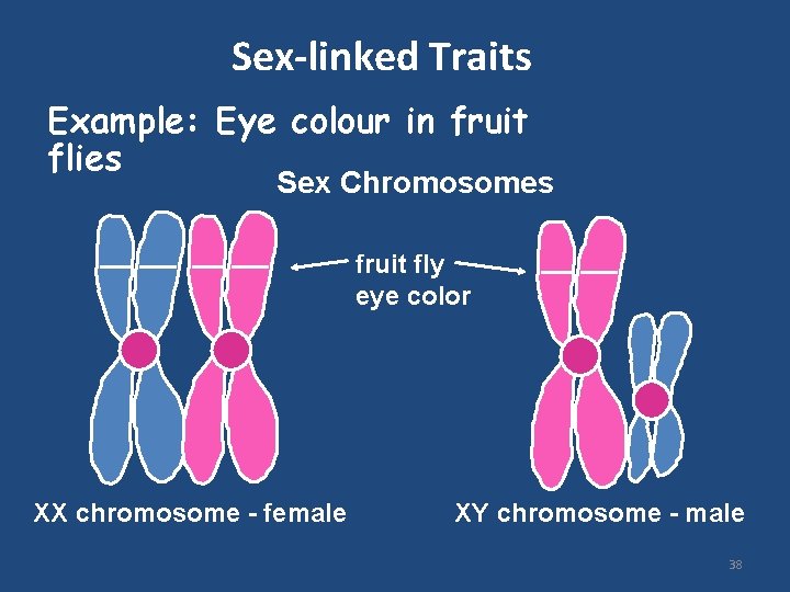 Sex-linked Traits Example: Eye colour in fruit flies Sex Chromosomes fruit fly eye color