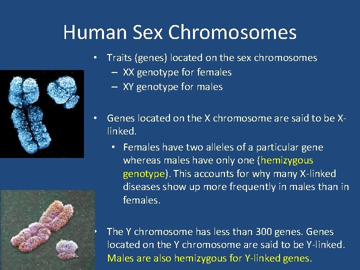 Human Sex Chromosomes • Traits (genes) located on the sex chromosomes – XX genotype