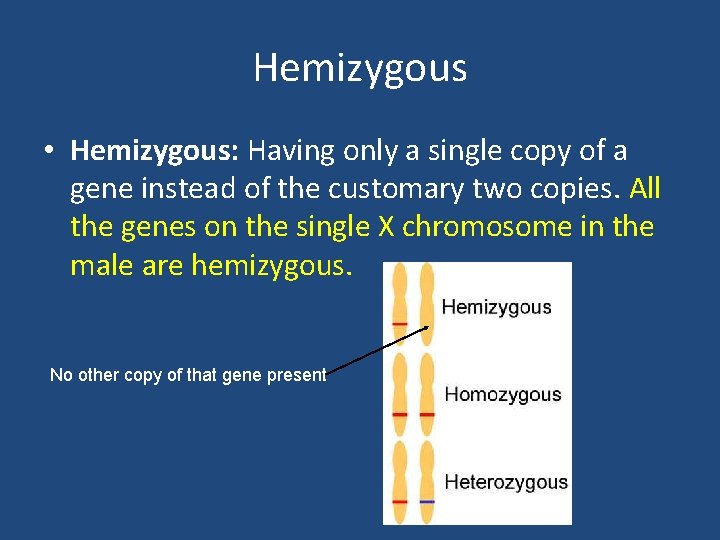 Hemizygous • Hemizygous: Having only a single copy of a gene instead of the