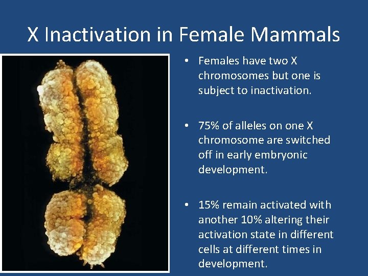 X Inactivation in Female Mammals • Females have two X chromosomes but one is