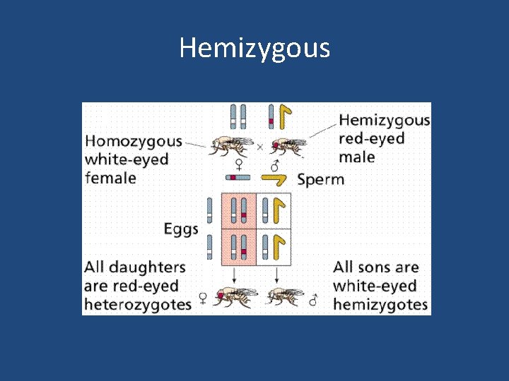 Hemizygous 