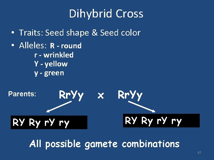 Dihybrid Cross • Traits: Seed shape & Seed color • Alleles: R - round