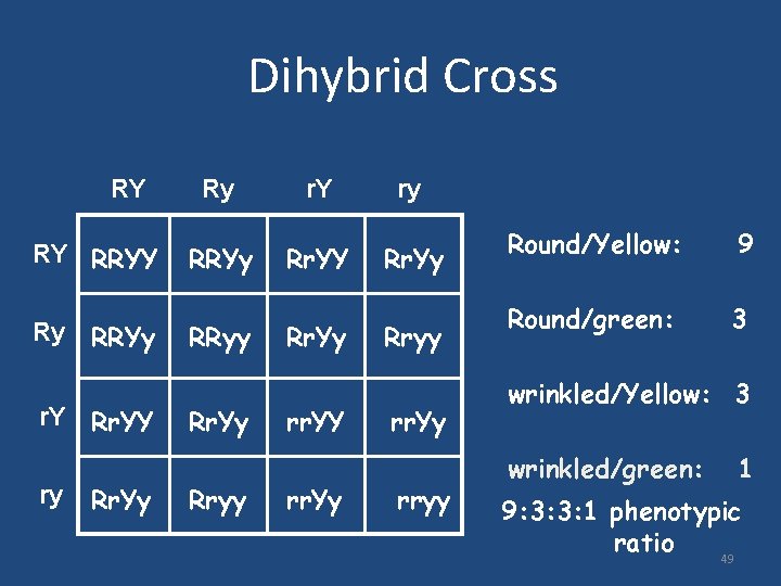 Dihybrid Cross RY RY RRYY Ry RRYy r. Y Rr. YY ry Rr. Yy