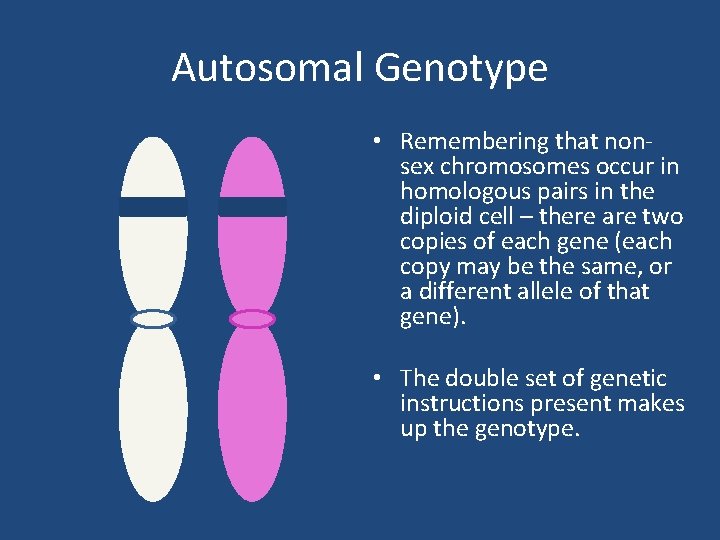 Autosomal Genotype • Remembering that nonsex chromosomes occur in homologous pairs in the diploid