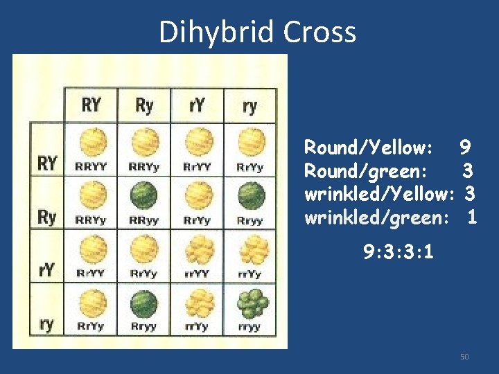 Dihybrid Cross Round/Yellow: 9 Round/green: 3 wrinkled/Yellow: 3 wrinkled/green: 1 9: 3: 3: 1