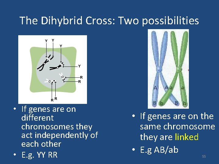 The Dihybrid Cross: Two possibilities • If genes are on different chromosomes they act