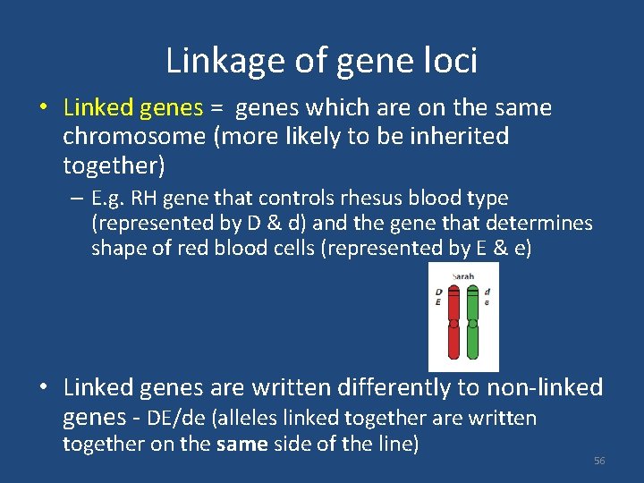 Linkage of gene loci • Linked genes = genes which are on the same