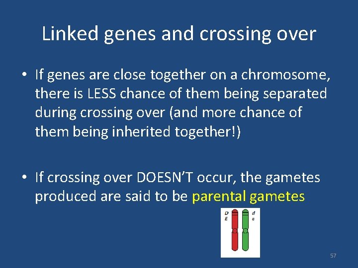Linked genes and crossing over • If genes are close together on a chromosome,