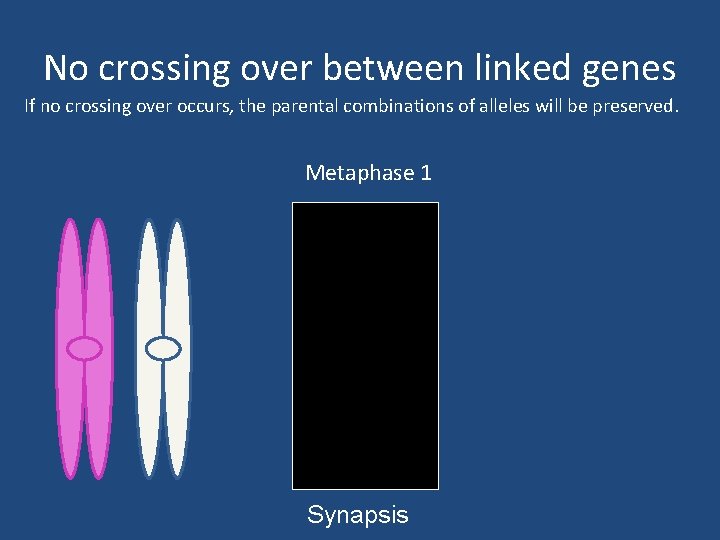 No crossing over between linked genes If no crossing over occurs, the parental combinations