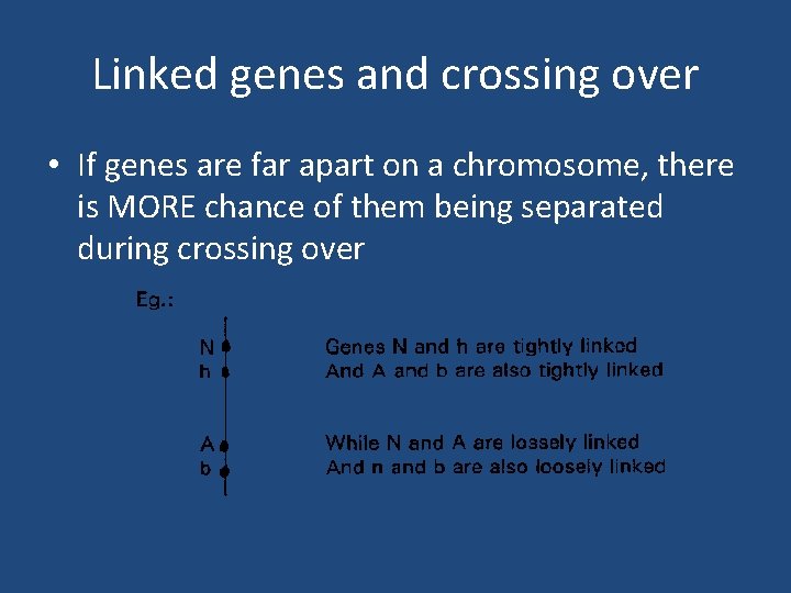 Linked genes and crossing over • If genes are far apart on a chromosome,