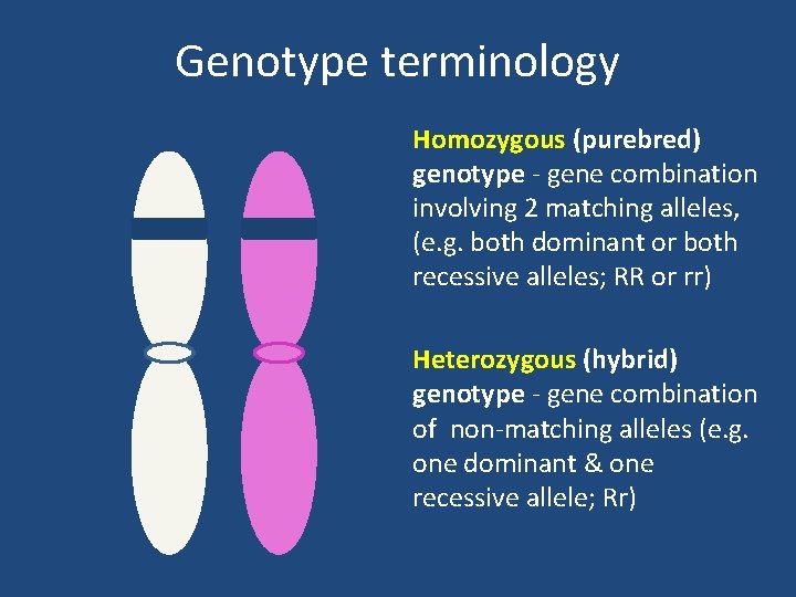 Genotype terminology Homozygous (purebred) genotype - gene combination involving 2 matching alleles, (e. g.