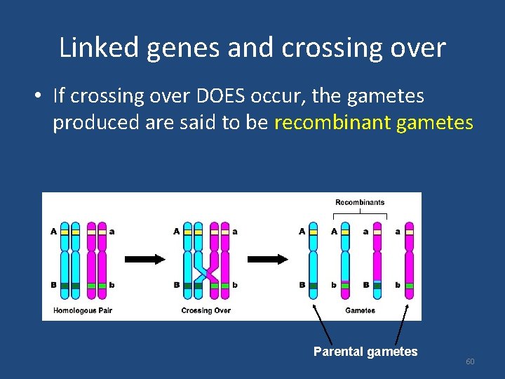 Linked genes and crossing over • If crossing over DOES occur, the gametes produced