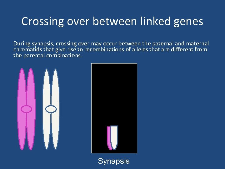 Crossing over between linked genes During synapsis, crossing over may occur between the paternal