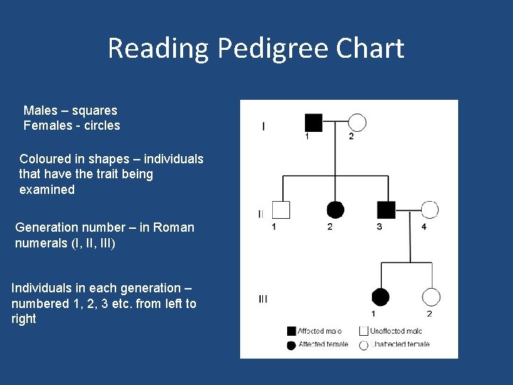 Reading Pedigree Chart Males – squares Females - circles Coloured in shapes – individuals