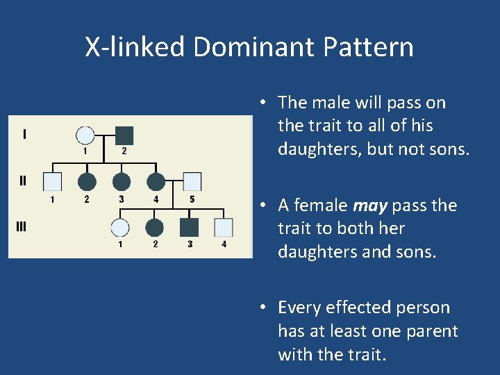 X-linked Dominant Pattern • The male will pass on the trait to all of