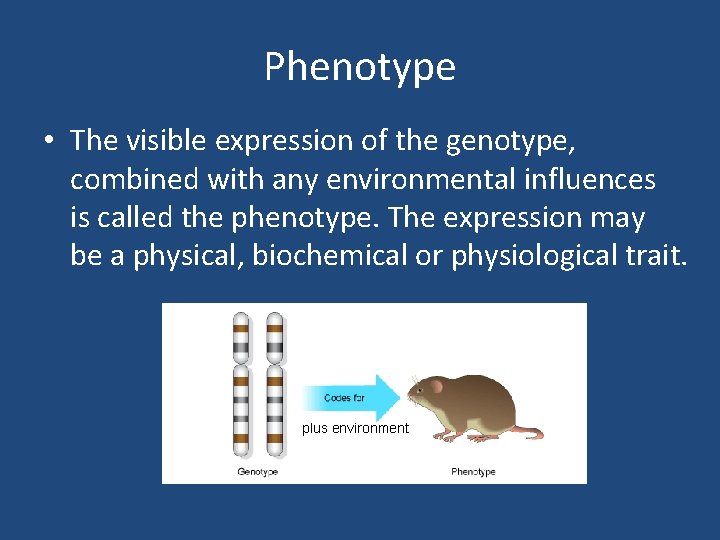Phenotype • The visible expression of the genotype, combined with any environmental influences is