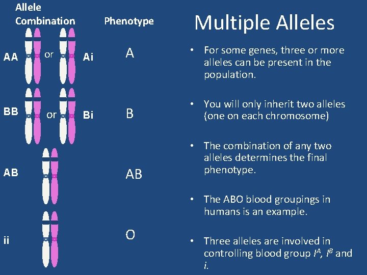 Allele Combination AA BB AB or or Phenotype Ai Bi A B AB Multiple