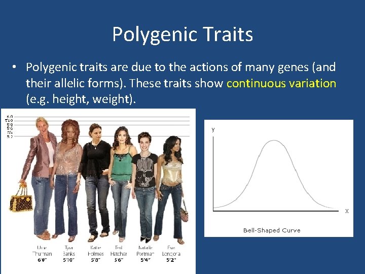 Polygenic Traits • Polygenic traits are due to the actions of many genes (and