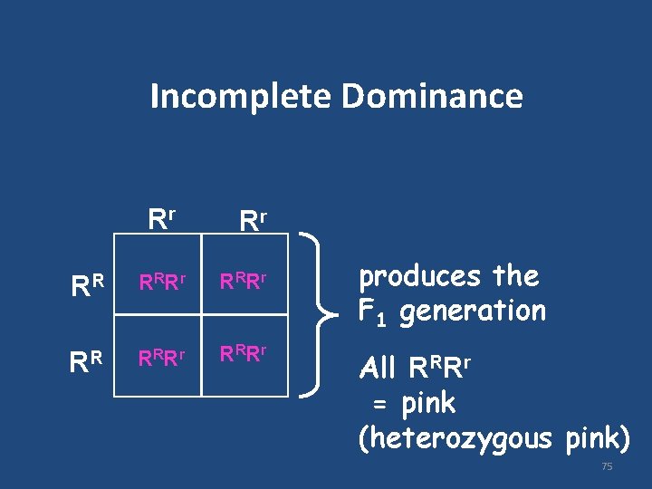 Incomplete Dominance Rr Rr RR R RR r produces the F 1 generation All