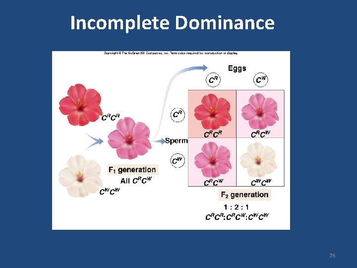 Incomplete Dominance 76 