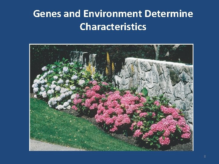 Genes and Environment Determine Characteristics 8 