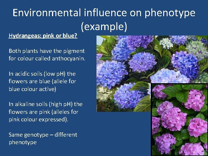 Environmental influence on phenotype (example) Hydrangeas: pink or blue? Both plants have the pigment