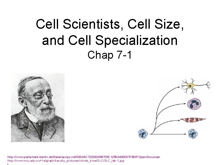 Cell Scientists, Cell Size, and Cell Specialization Chap 7 -1 http: //www. parlament-berlin. de/Galeriecopy.