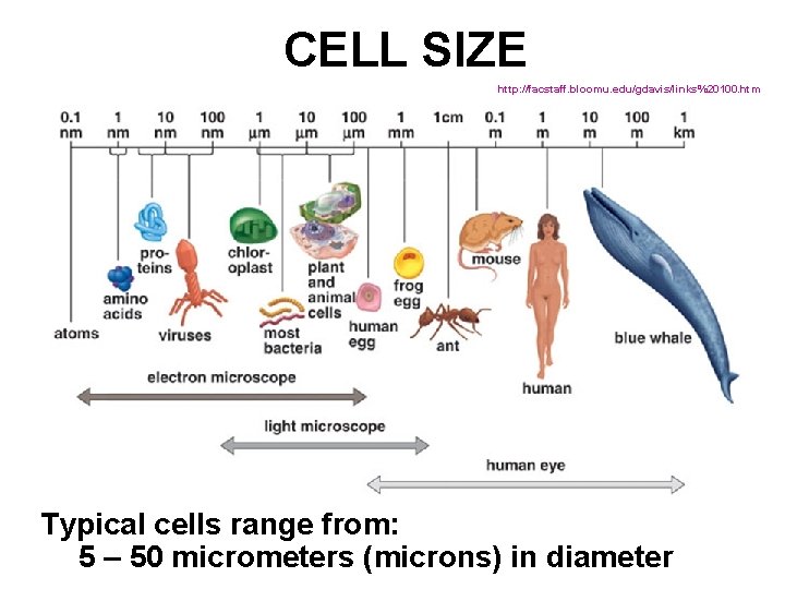 CELL SIZE http: //facstaff. bloomu. edu/gdavis/links%20100. htm Typical cells range from: 5 – 50