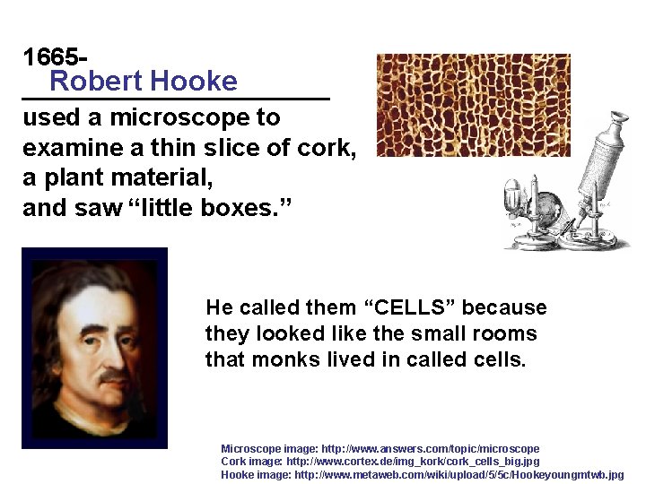 1665 Robert Hooke ___________ used a microscope to examine a thin slice of cork,