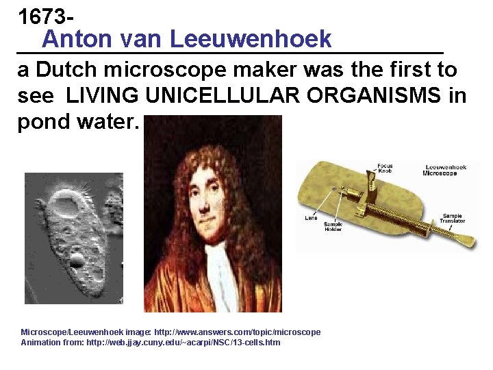 1673 Anton van Leeuwenhoek __________________ a Dutch microscope maker was the first to see