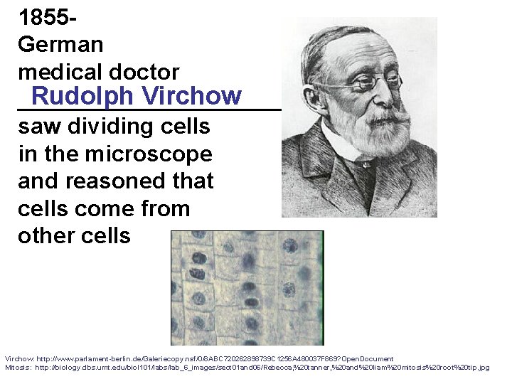 1855 German medical doctor Rudolph Virchow ___________ saw dividing cells in the microscope and