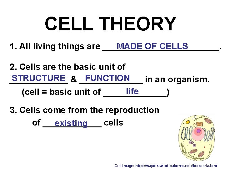 CELL THEORY 1. All living things are ____________. MADE OF CELLS 2. Cells are