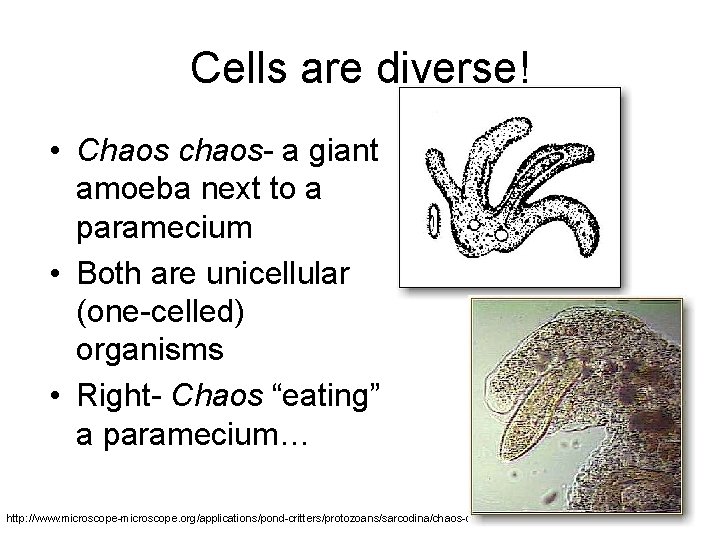 Cells are diverse! • Chaos chaos- a giant amoeba next to a paramecium •