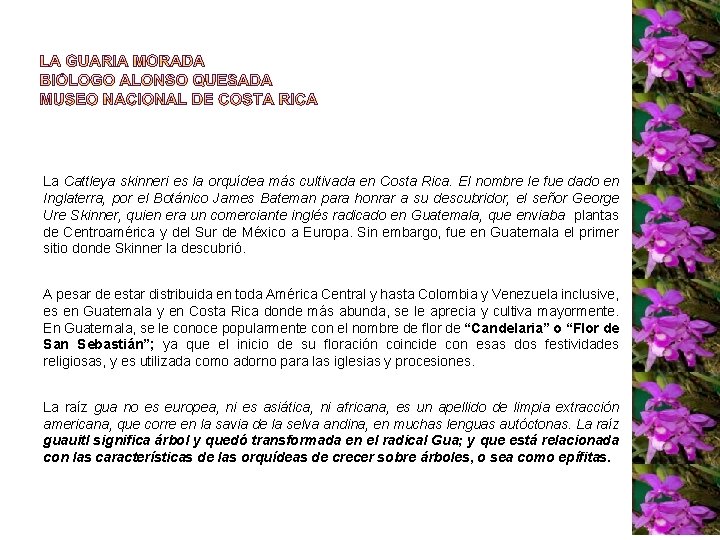 La Cattleya skinneri es la orquídea más cultivada en Costa Rica. El nombre le