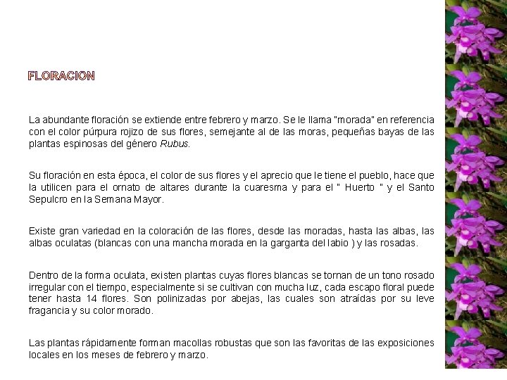 La abundante floración se extiende entre febrero y marzo. Se le llama “morada” en