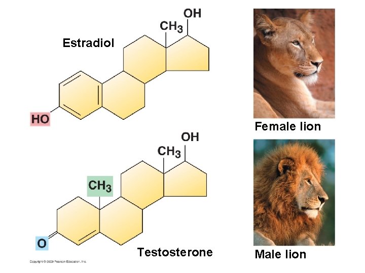Estradiol Female lion Testosterone Male lion 