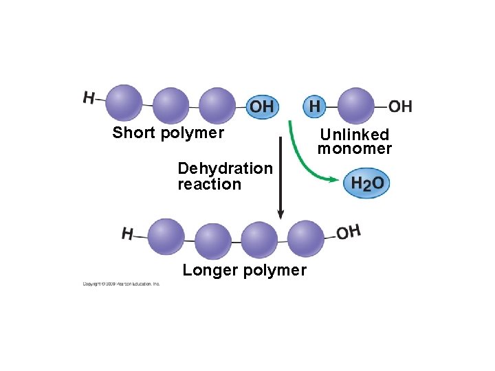Short polymer Dehydration reaction Longer polymer Unlinked monomer 