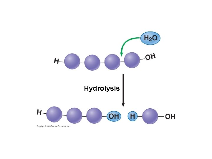 Hydrolysis 