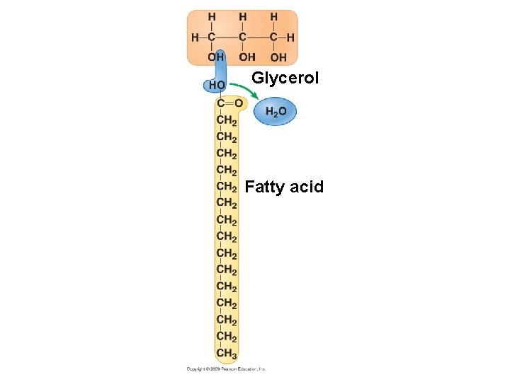 Glycerol Fatty acid 