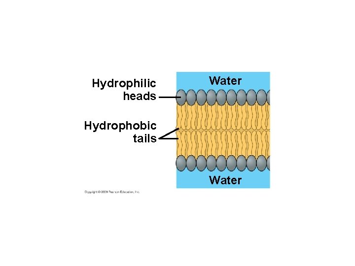 Hydrophilic heads Water Hydrophobic tails Water 